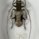Old entomological insect frame 21 species