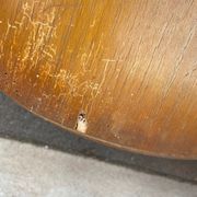 Set of 8 bistro chairs