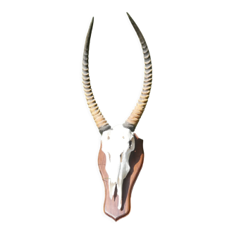 Crâne d'antilope