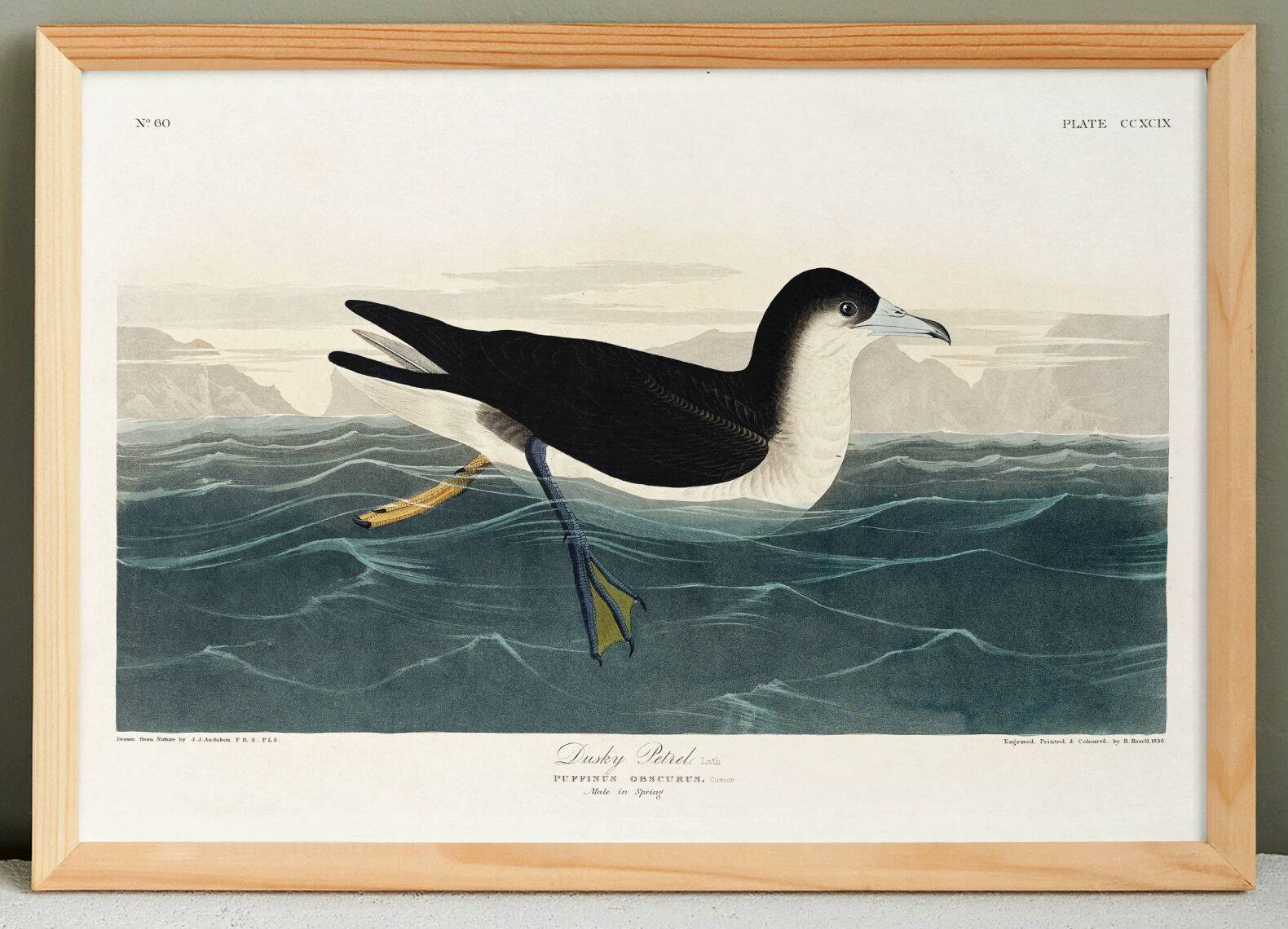 Poster about the Dark Shearwater, after an old engraving from 1827.