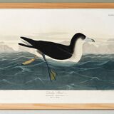 Poster about the Dark Shearwater, after an old engraving from 1827.