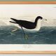 Poster about the Dark Shearwater, after an old engraving from 1827.