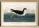 Poster about the Dark Shearwater, after an old engraving from 1827.