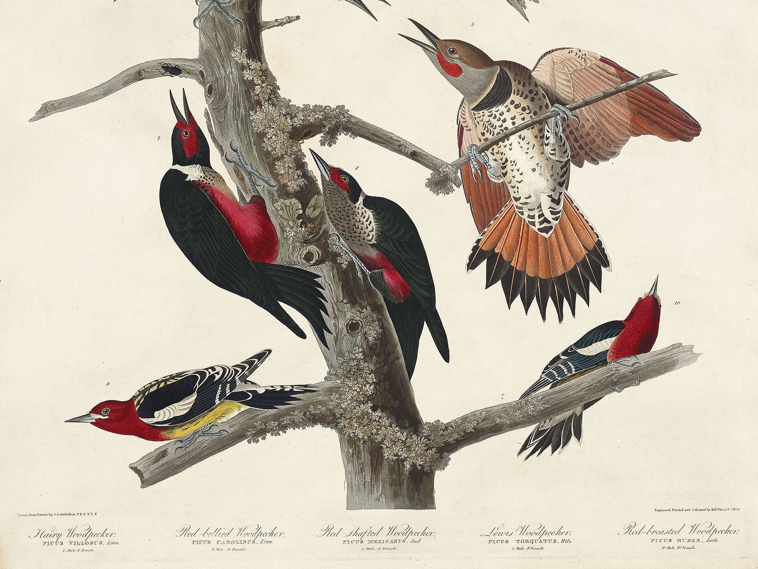 Poster about the peaks, based on an old engraving from 1827.