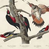 Poster about the peaks, based on an old engraving from 1827.