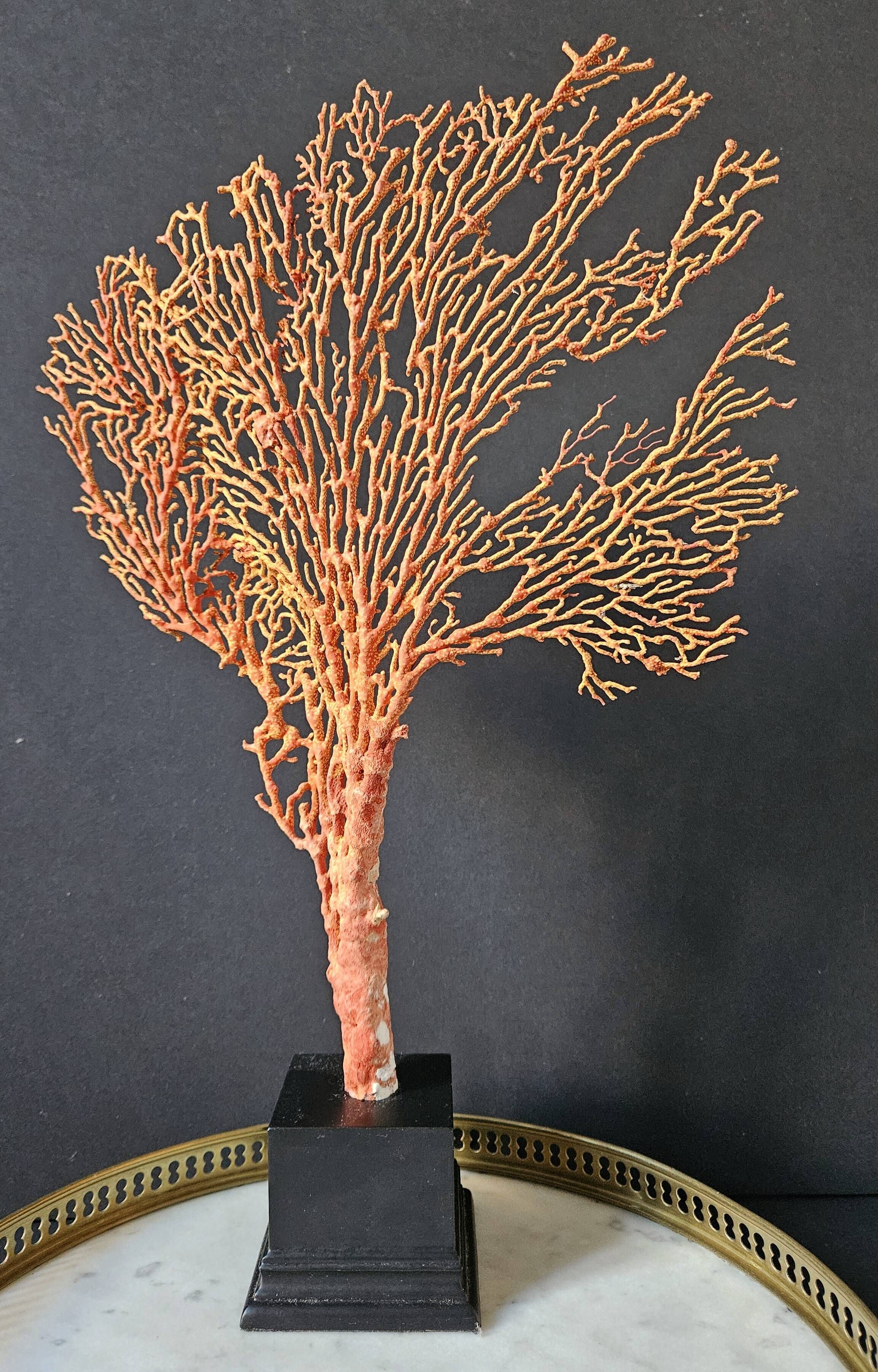 Gorgone Rouge XXL Wooden Base. H: 40 cm | Curiosity Decorative Object