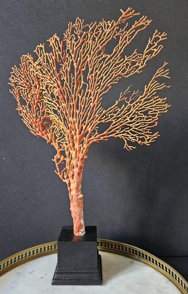 Gorgone Rouge XXL Socle en bois. H : 40 cm   Objet de Décoration Curiosité