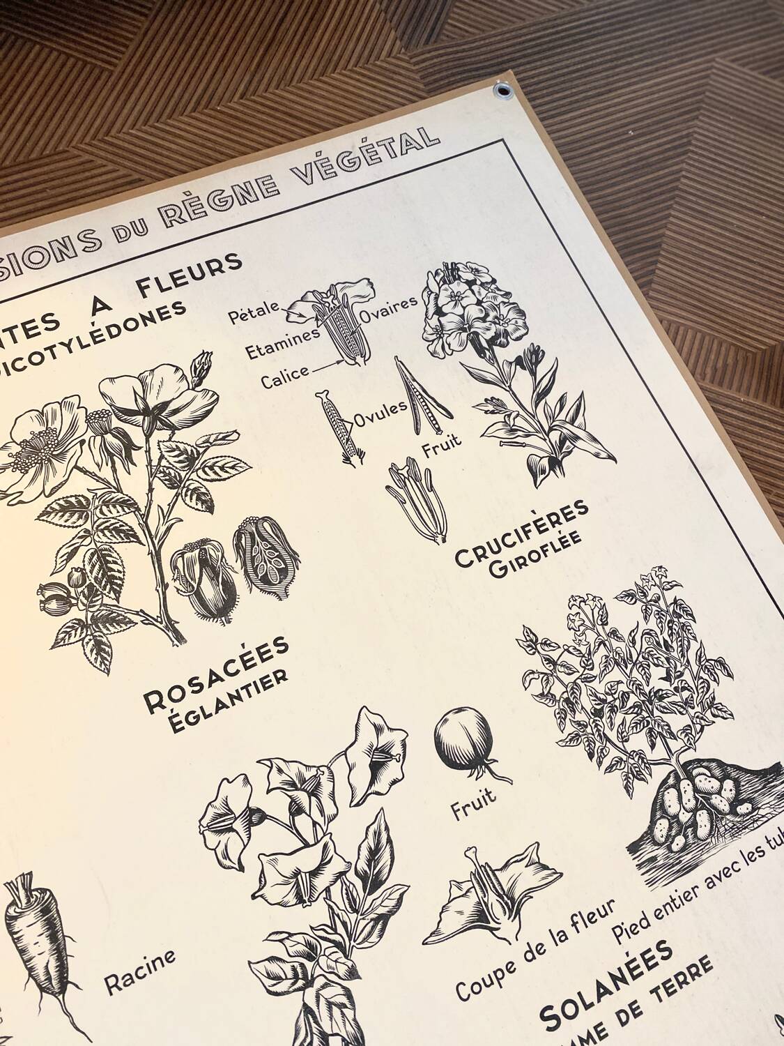 Old school poster vintage botanical poster