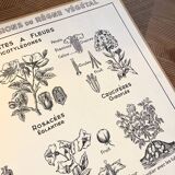 Affiche scolaire ancienne affiche botanique vintage