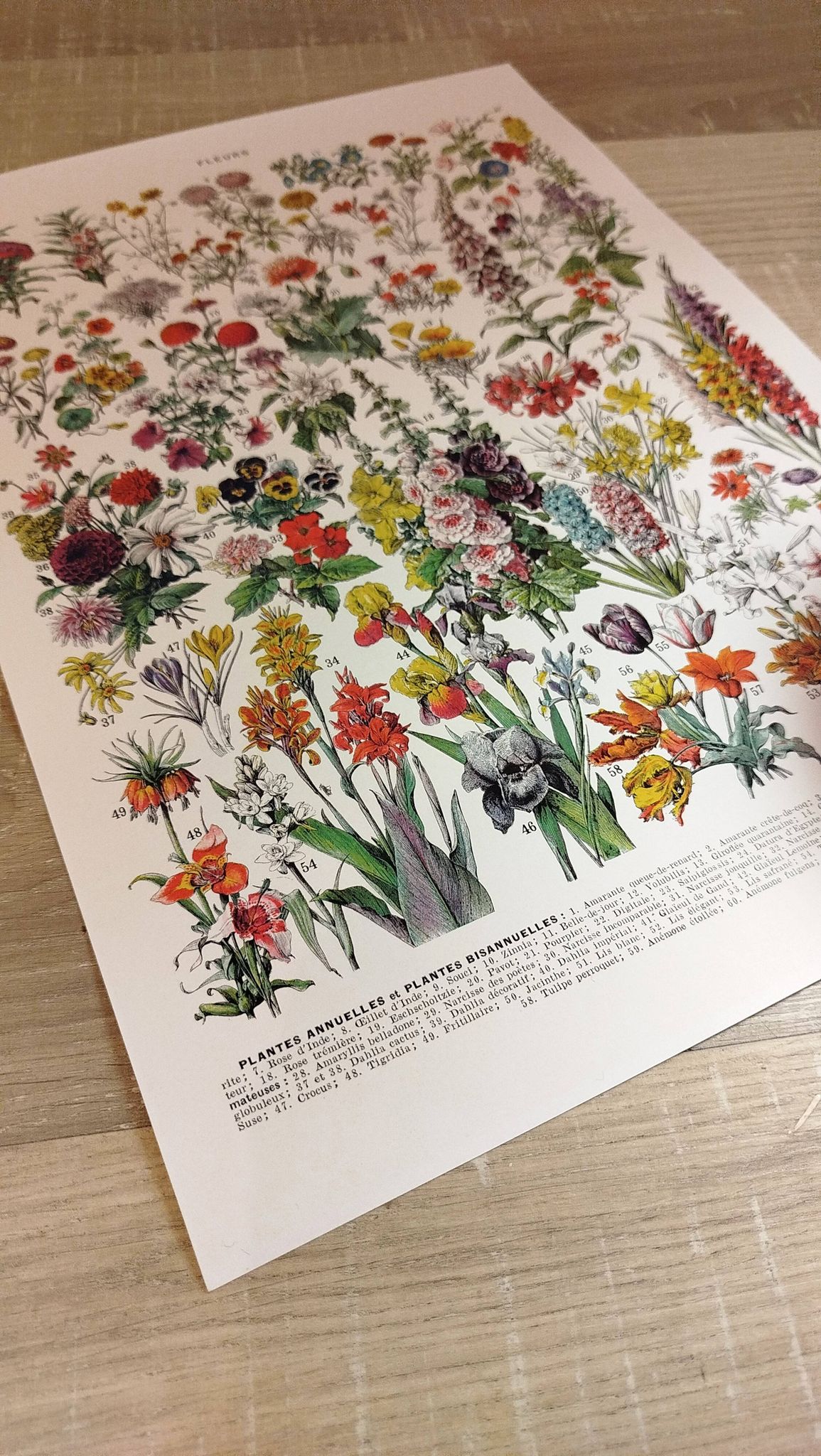 Affiche sur les fleurs "amarante", d'après une lithographie de 1928