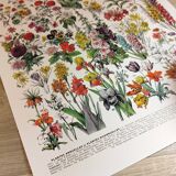 Poster of "amaranth" flowers, based on a 1928 lithograph
