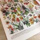 Affiche sur les fleurs "amarante", d'après une lithographie de 1928
