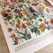 Affiche sur les fleurs "amarante", d'après une lithographie de 1928