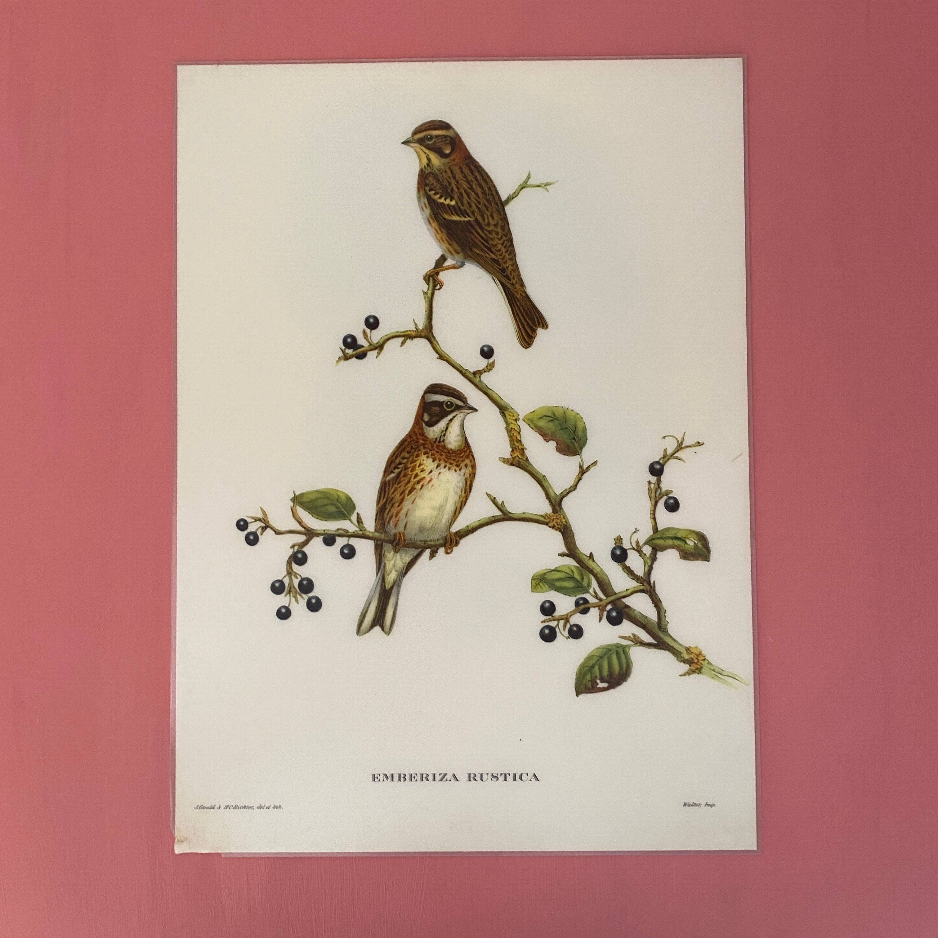 Vintage poster, birds by J Gould