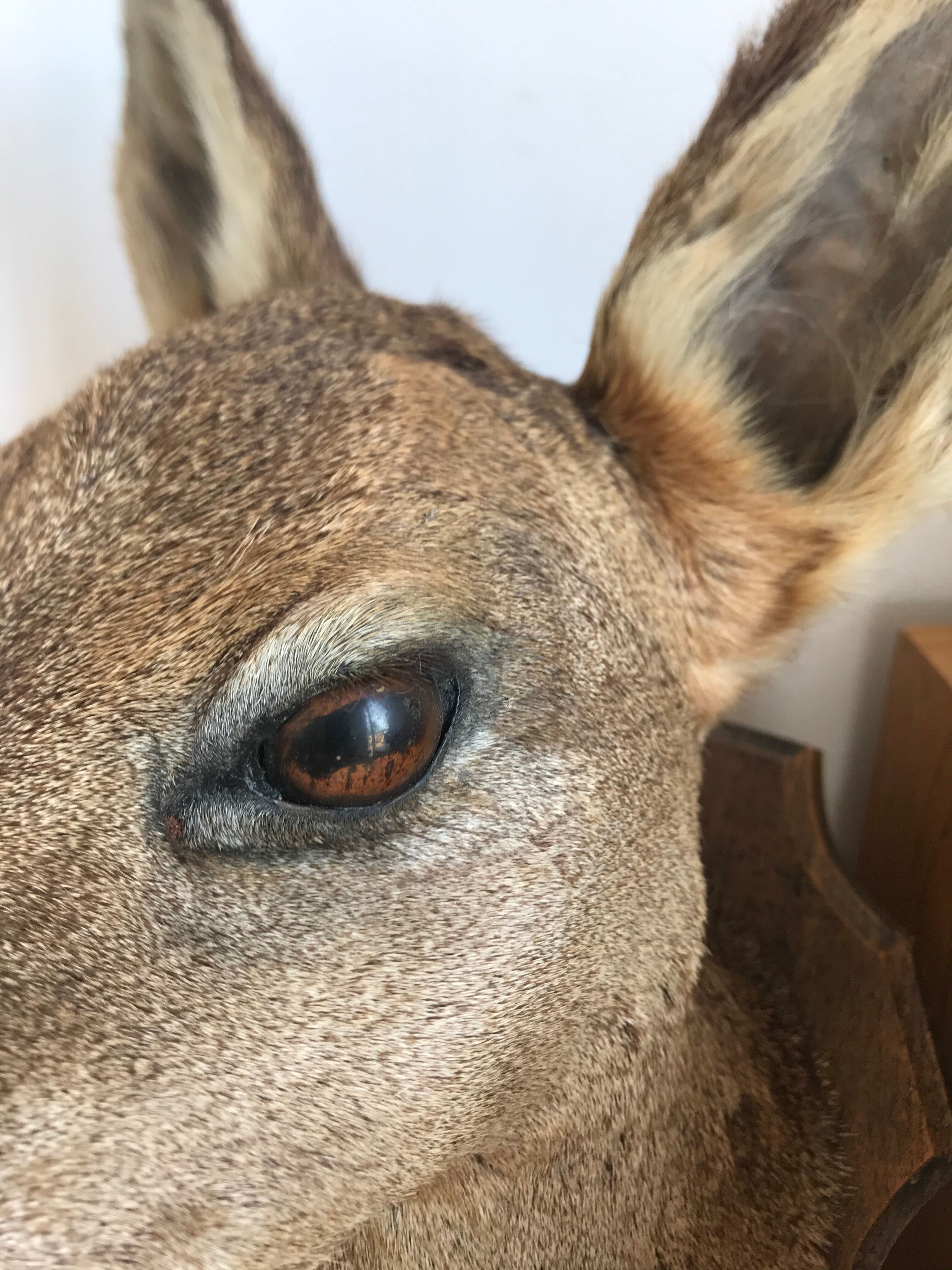 Taxidermy deer head