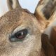 Taxidermy deer head
