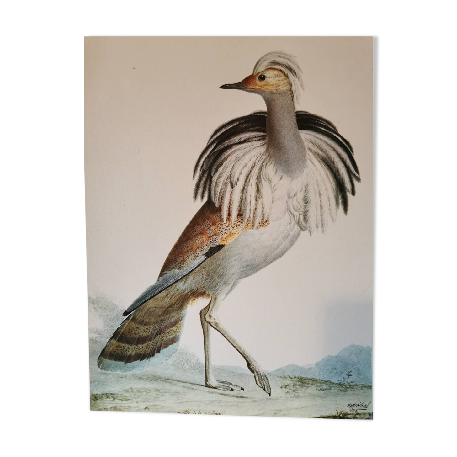 Old zoological plate