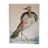 Planche ancienne zoologique