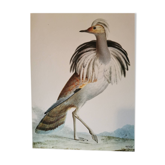 Old zoological plate