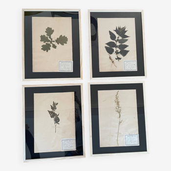 Set of 4 large vintage old wooden herbarium frames