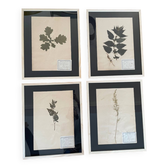 Set of 4 large vintage old wooden herbarium frames