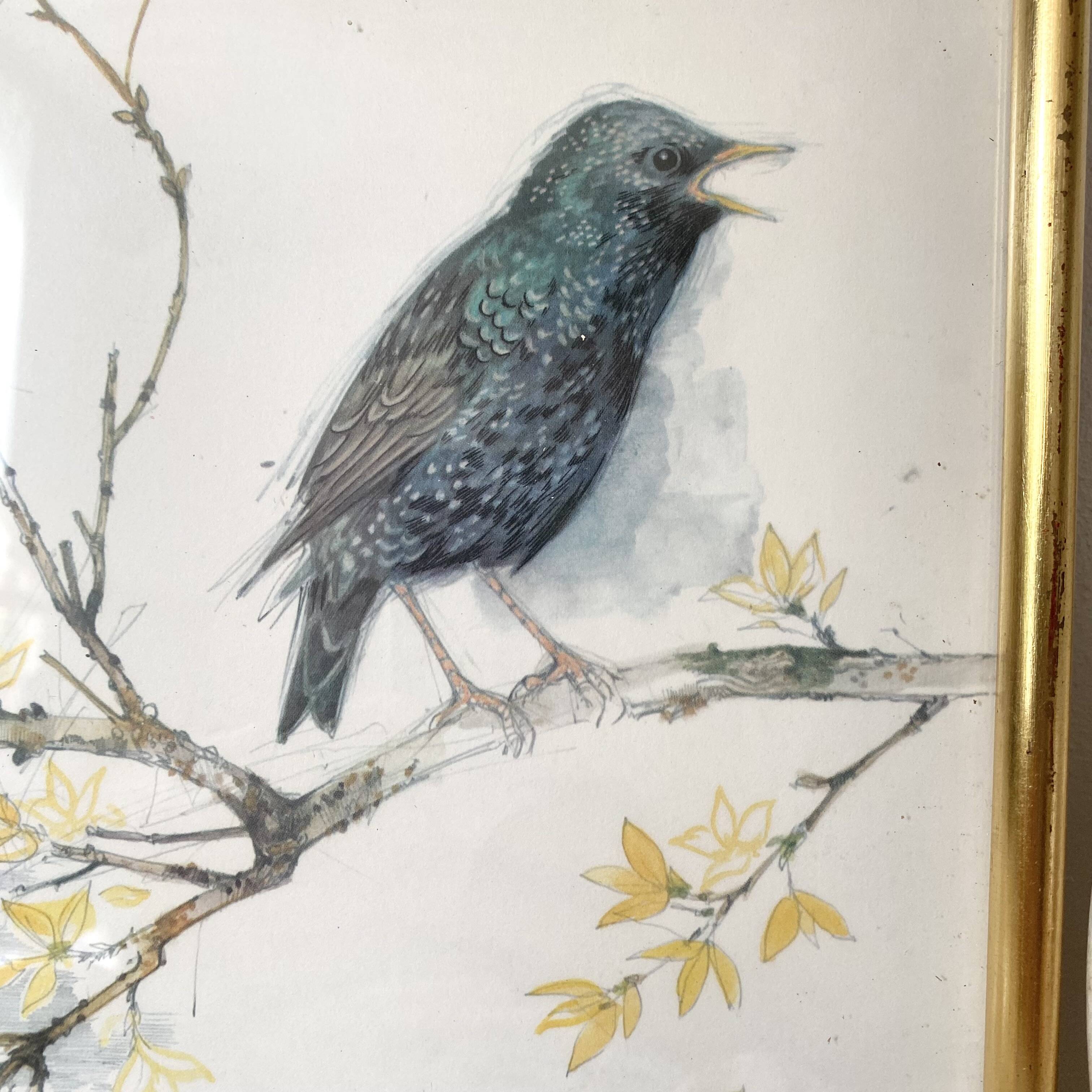 Framed bird engraving, botanical plate sternus vulgaris