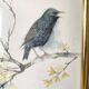 Framed bird engraving, botanical plate sternus vulgaris