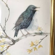 Framed bird engraving, botanical plate sternus vulgaris