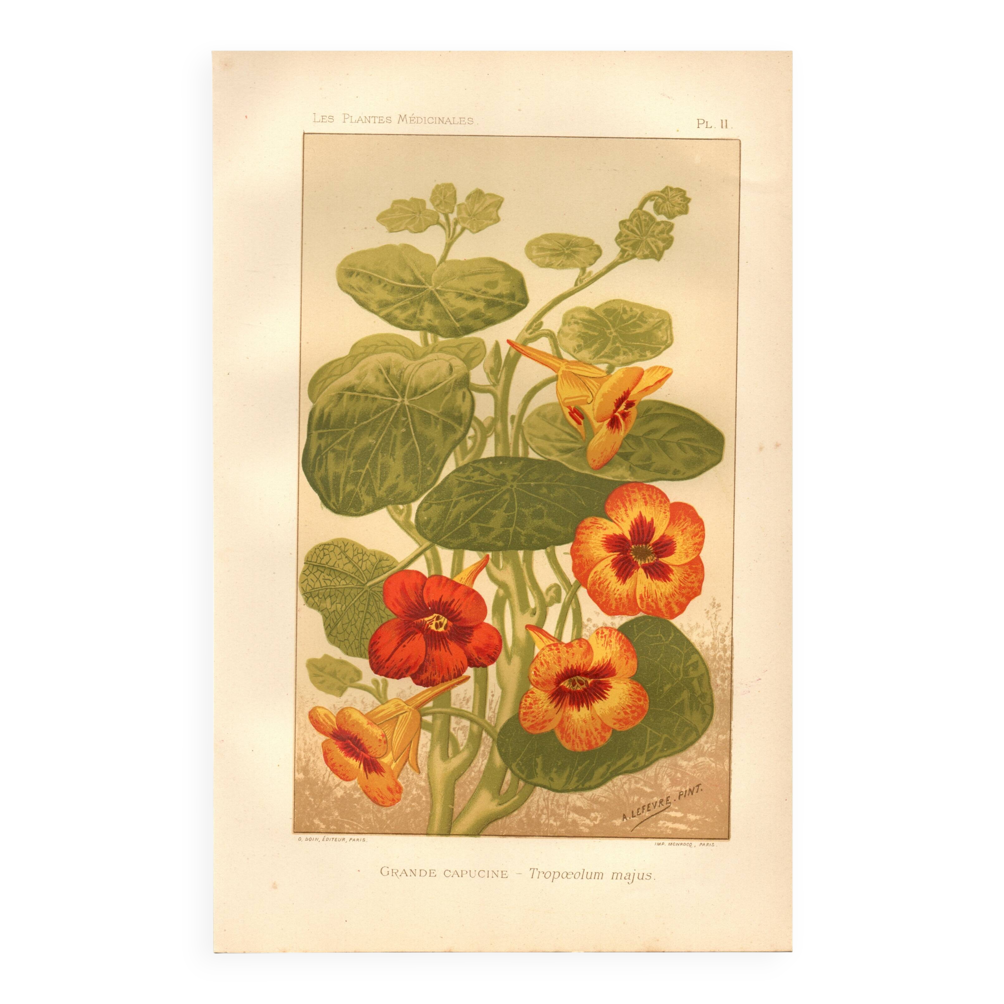 Antique print 1889 - Nasturtium by A. Lefevre - Vintage botanical engraving