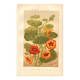 Antique print 1889 - Nasturtium by A. Lefevre - Vintage botanical engraving