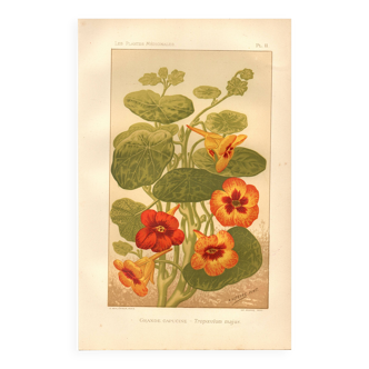 Planche ancienne 1889 - Capucine par A. Lefevre - Gravure Vintage botanique