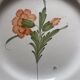 Earthenware plate Islette/Salvange France