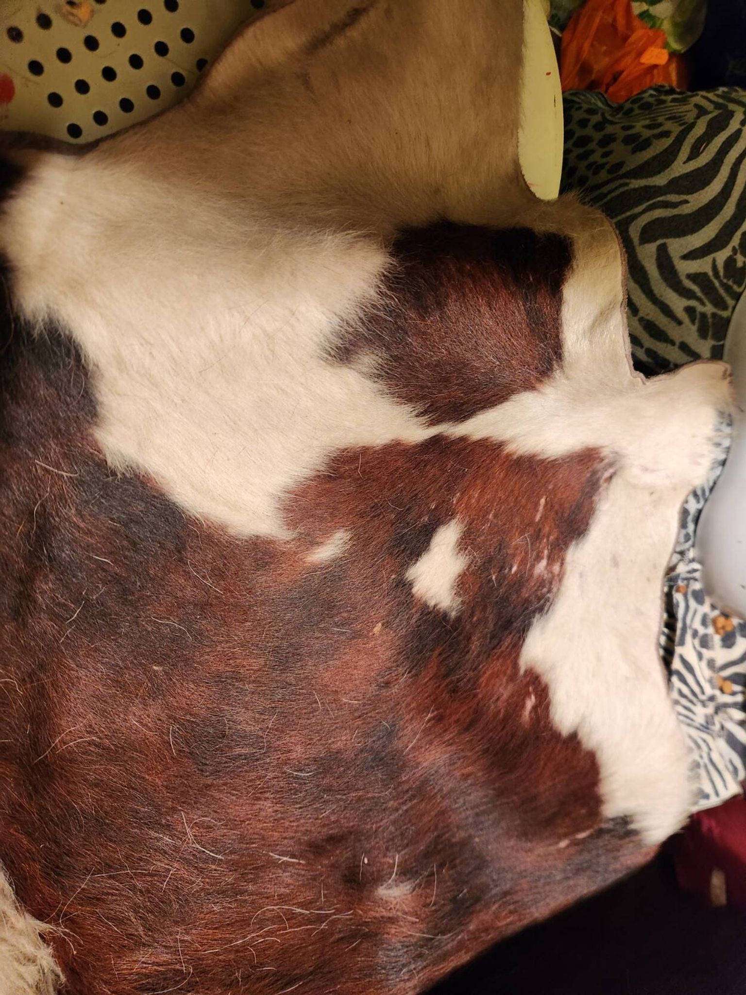 Very large and very beautiful genuine cowhide