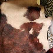 Very large and very beautiful genuine cowhide