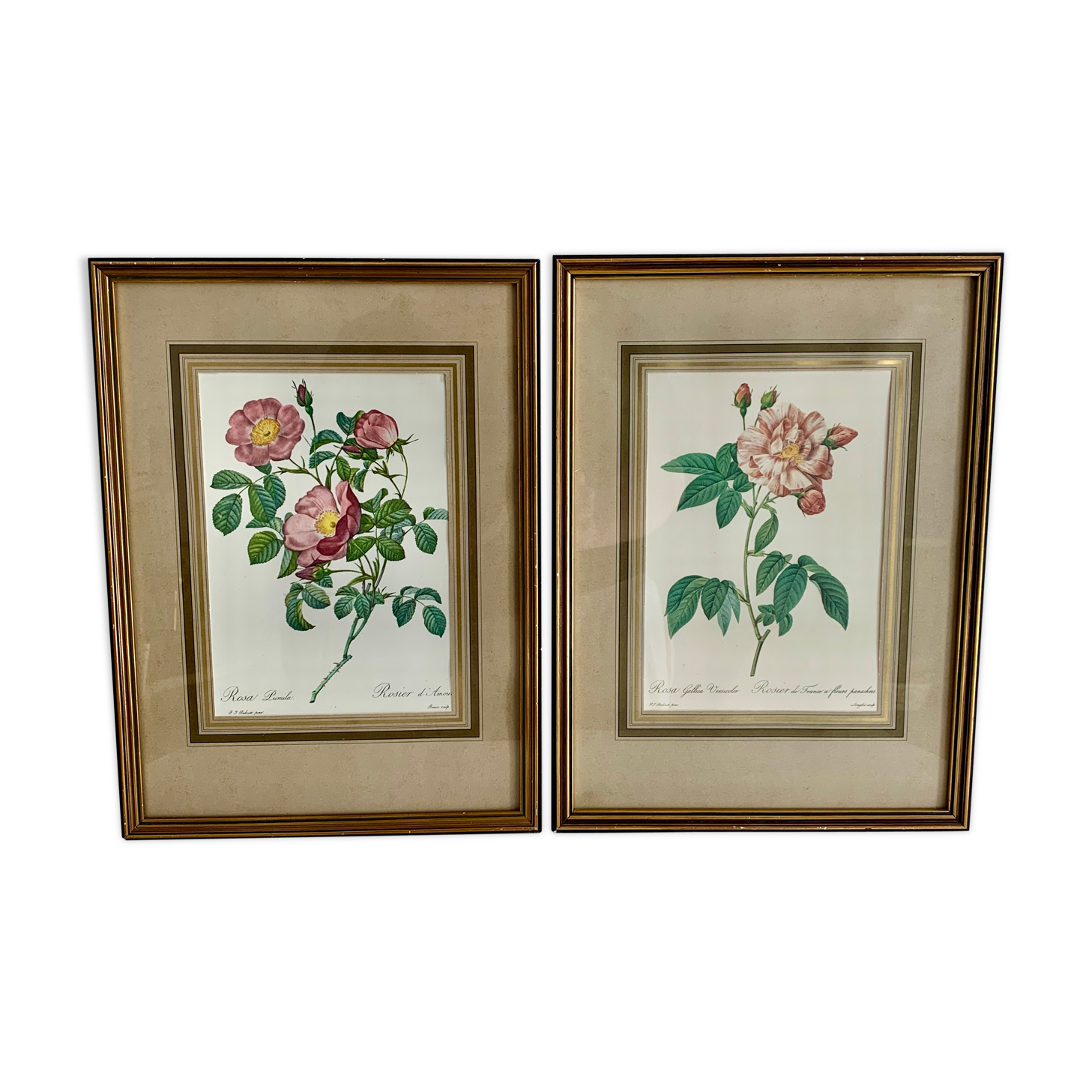 Pair of botanical graphics, 1970