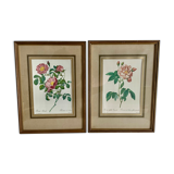 Pair of botanical graphics, 1970