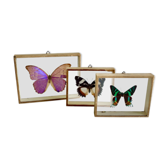 Framed butterfly- set of 3