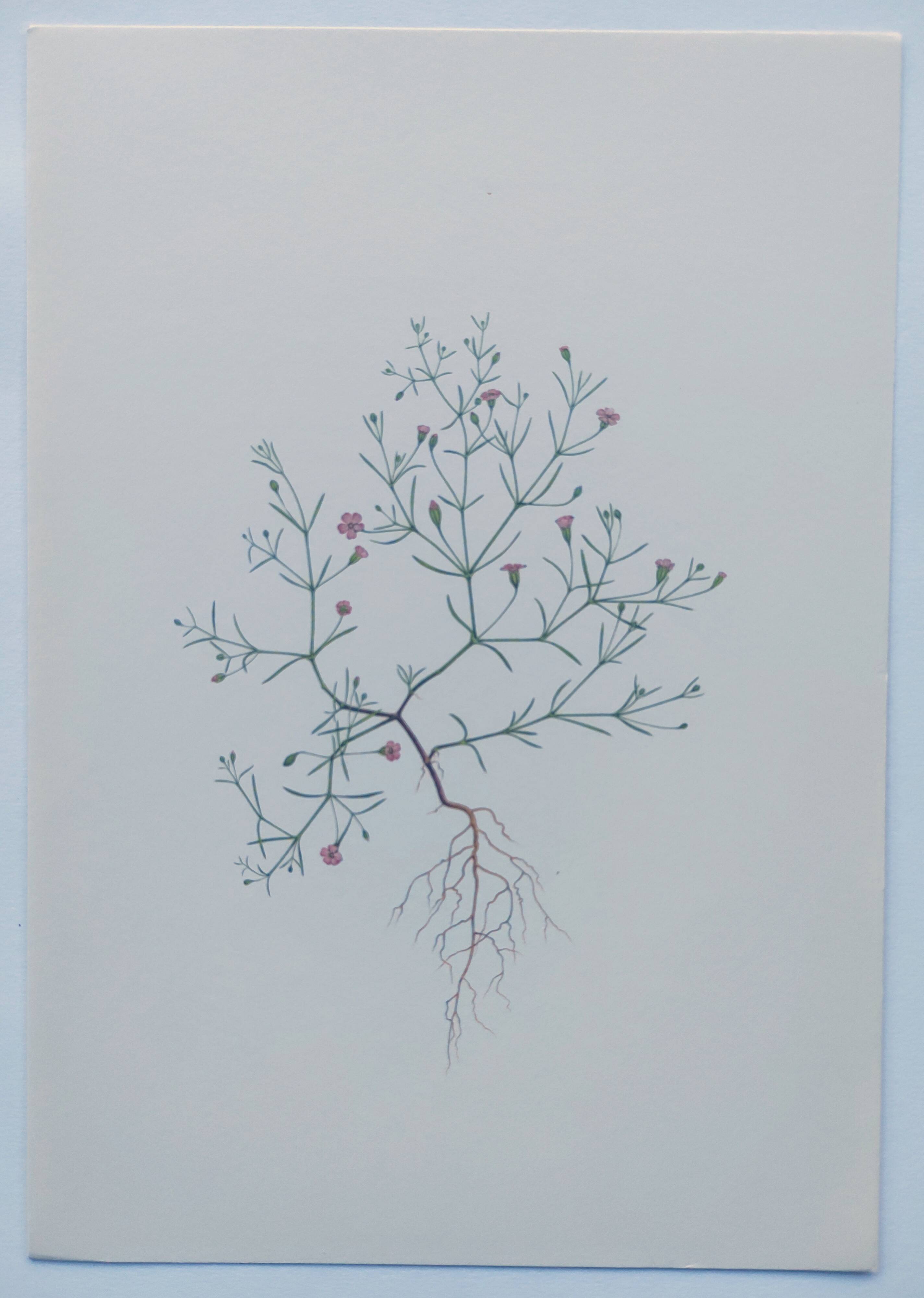 Vintage botanical print from 1978 - Baby's Breath - wild plant