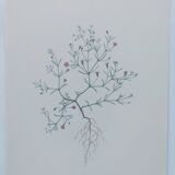 Vintage botanical print from 1978 - Baby's Breath - wild plant
