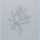 Vintage botanical print from 1978 - Baby's Breath - wild plant