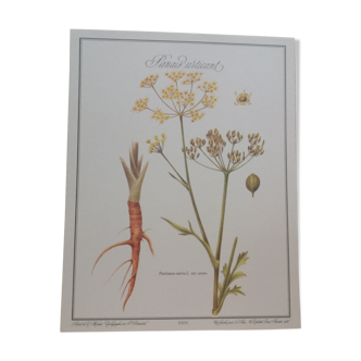 Planche botanique Panais urticant