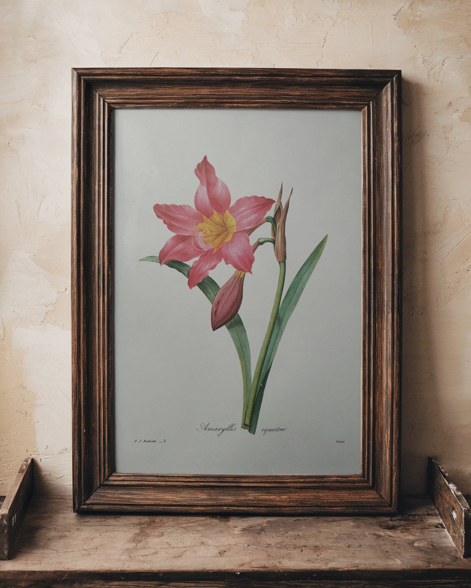 Original illustrated plate Equestrian Amaryllis