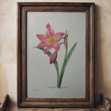 Original illustrated plate Equestrian Amaryllis