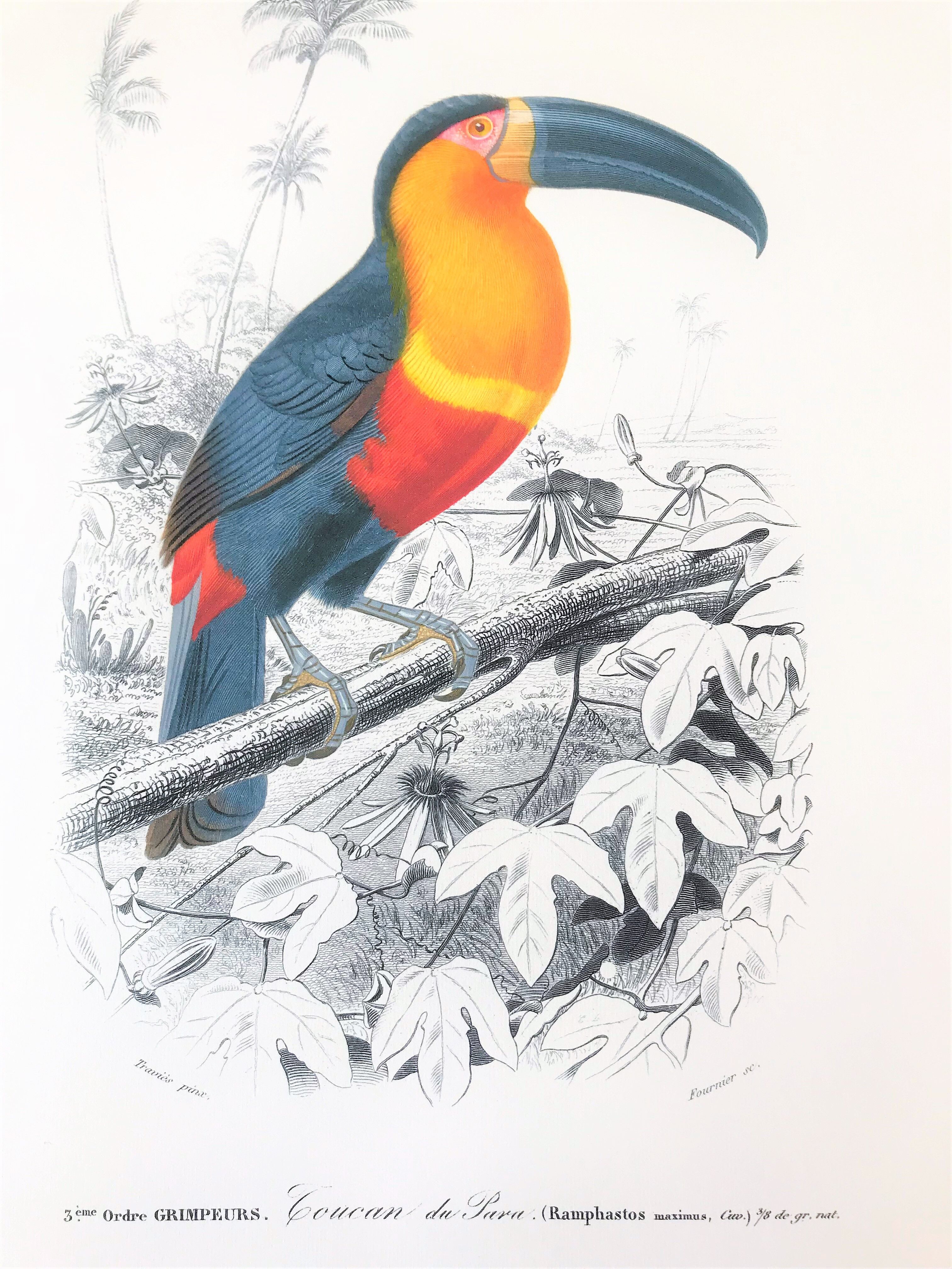 Board in colours representing a toucan