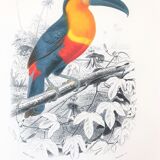Board in colours representing a toucan