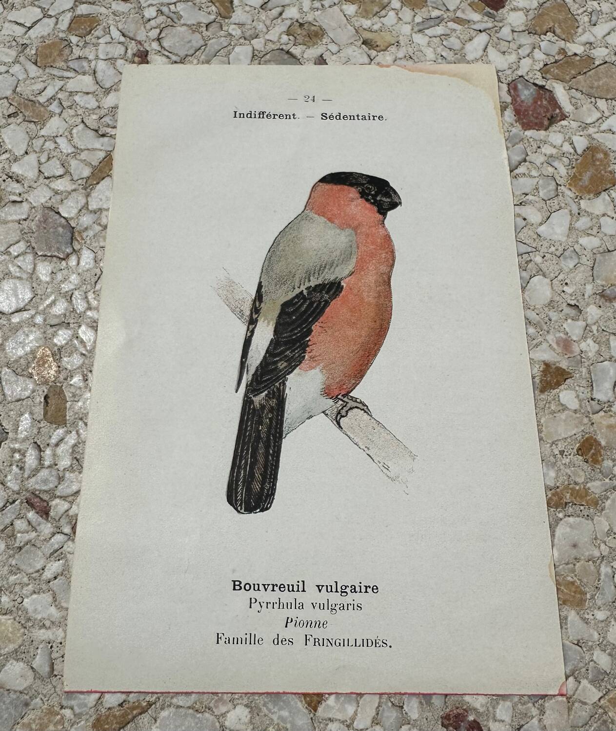Planche botanique gravure naturaliste oiseaux ancien 1903