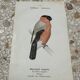 Planche botanique gravure naturaliste oiseaux ancien 1903