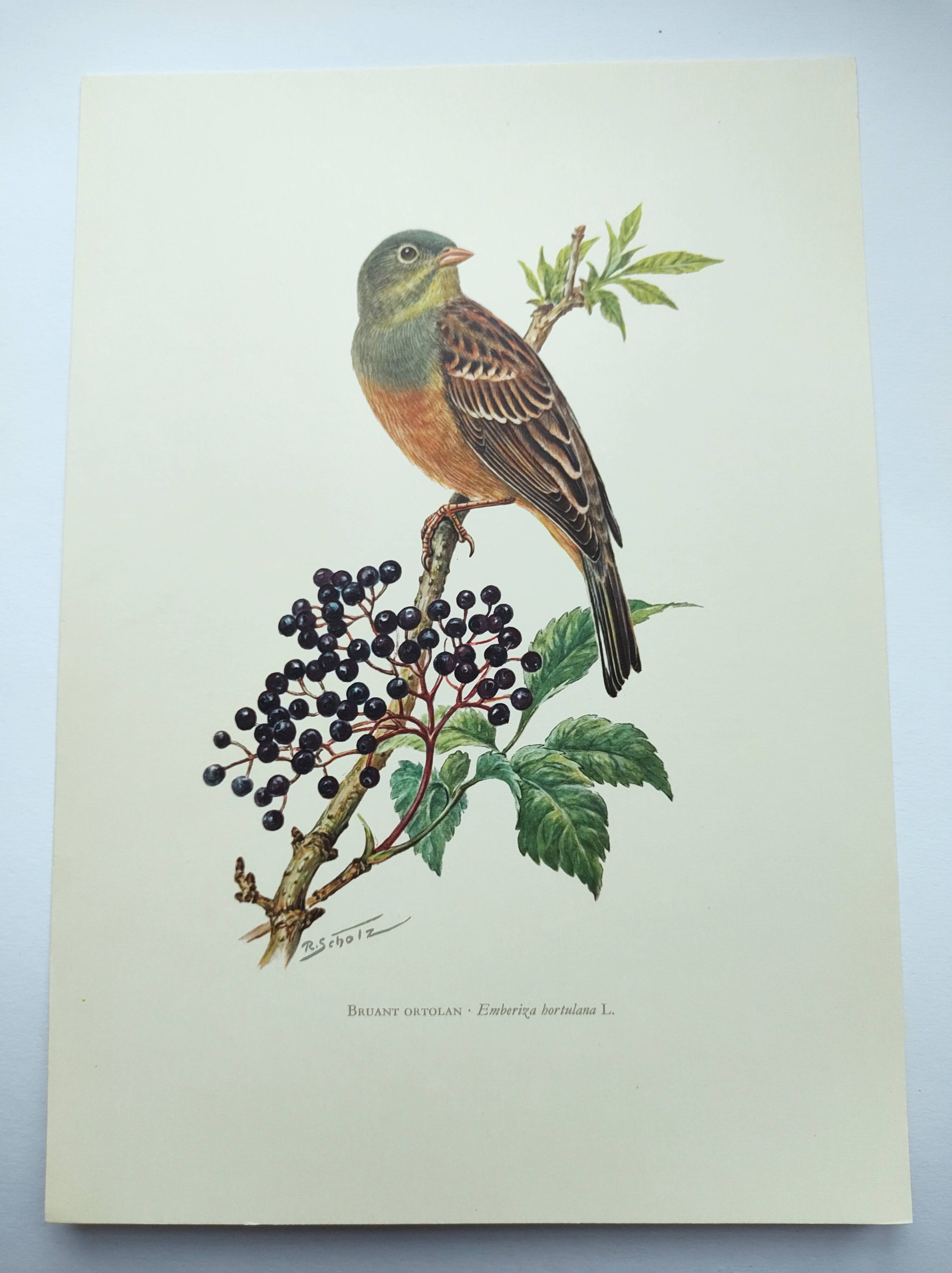 Vintage bird illustration 1960s - Ortolan Bunting - Zoological and ornithological board