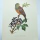 Vintage bird illustration 1960s - Ortolan Bunting - Zoological and ornithological board
