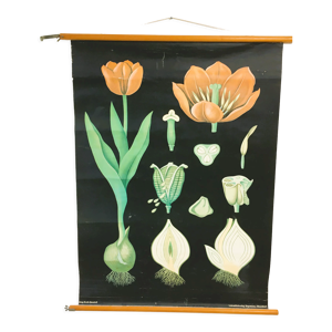 Affiche botanique la tulipe par